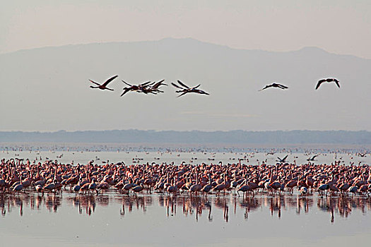 火烈鸟,纳库鲁湖,肯尼亚
