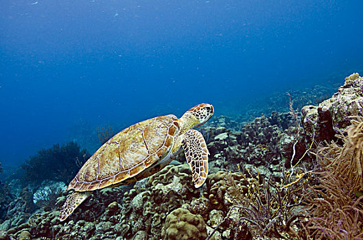 绿海龟,龟类,博奈尔岛,荷属安的列斯,加勒比