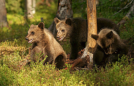 年轻,褐色,熊,芬兰,欧洲