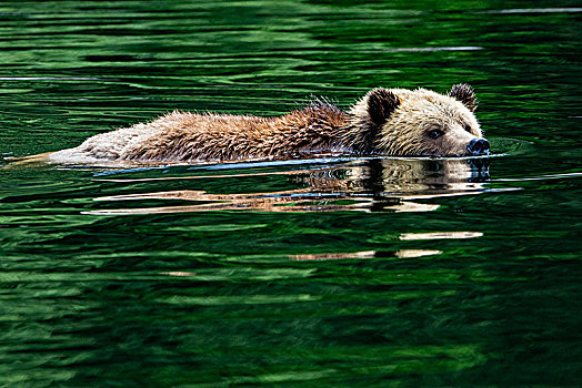 大灰熊,游泳,小湾,第一,领土,不列颠哥伦比亚省,加拿大