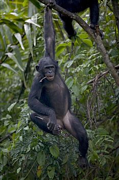 倭黑猩猩,青少年,孤儿,悬挂,枝条,黑猩猩,刚果