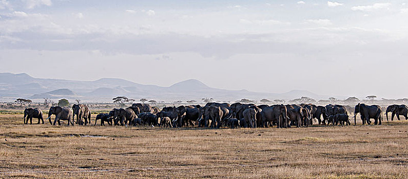 非洲大象045