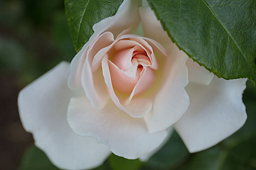 美国波特兰玫瑰花园