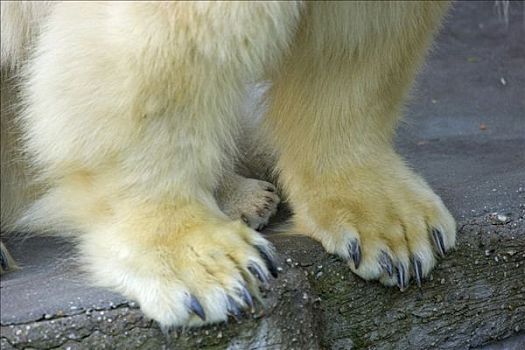 北极熊,爪子,幼兽,成年,相似,新生,十二月,2007年,美泉宫,动物园,维也纳,奥地利,欧洲