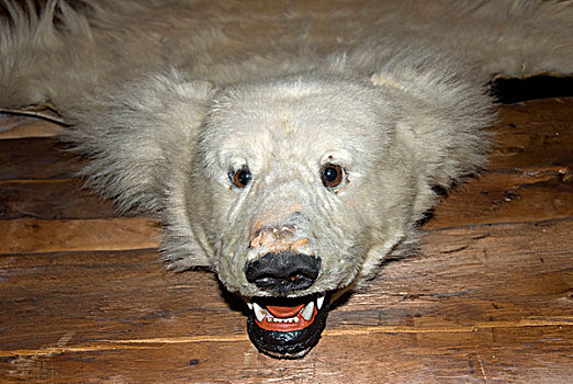 头部,死,北极熊