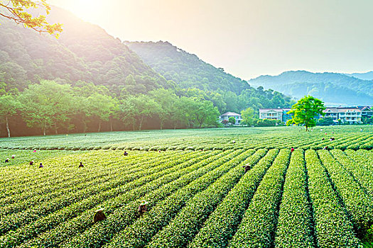 杭州西湖龙井村茶山