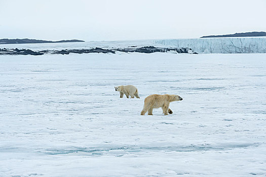 两个,北极熊,看,相互,斯瓦尔巴群岛,挪威,欧洲
