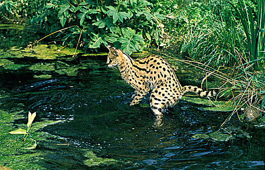 薮猫,成年,猎捕,水中