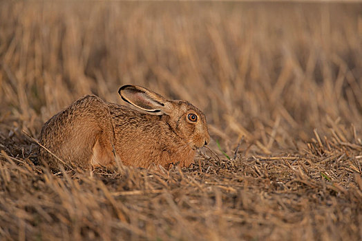 棕兔,欧洲野兔,残梗地,英格兰,英国,欧洲