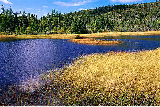草,岸边,湖,苍鹭,湾,安大略省,加拿大