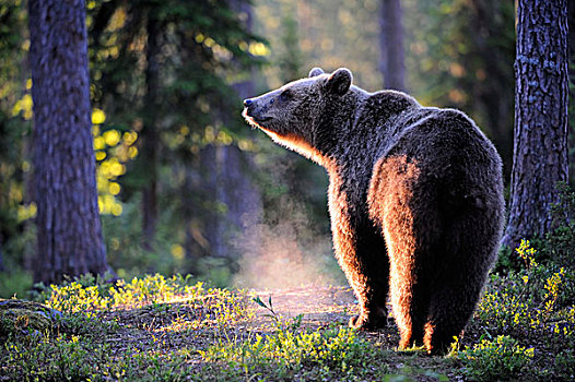 褐色,熊,早晨,亮光,松柏科,树林,卡瑞里亚,东方,芬兰,欧洲