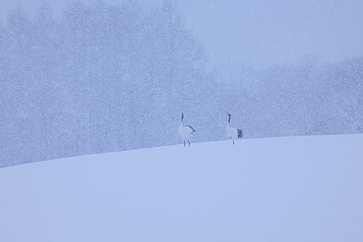 日本,鹤,下雪