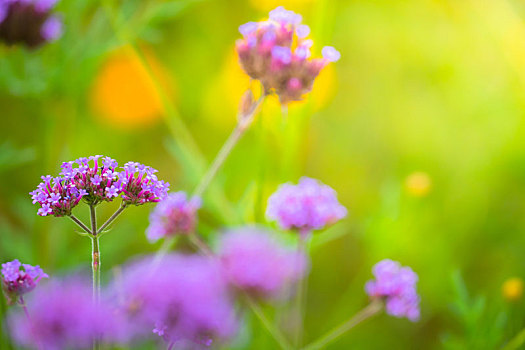 背景,图像,彩色,花