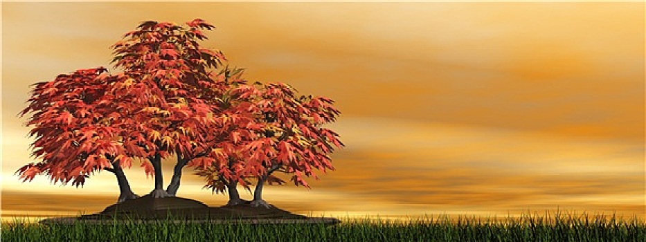 鸡爪枫,树,盆景
