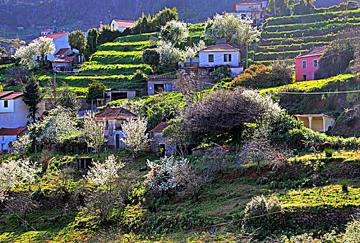 阶梯状,风景,开花树木,乡村,马德拉岛,岛屿,葡萄牙