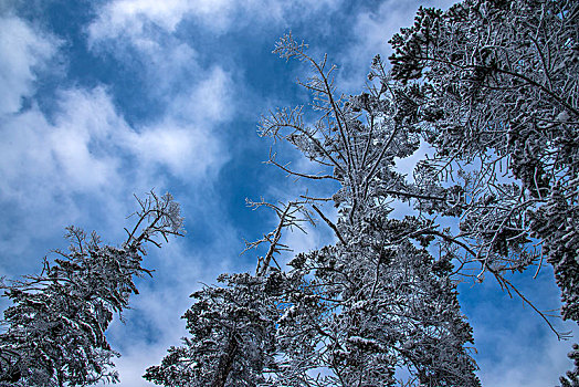 四川大邑县西岭雪山日月坪原始森林中的雪树挂