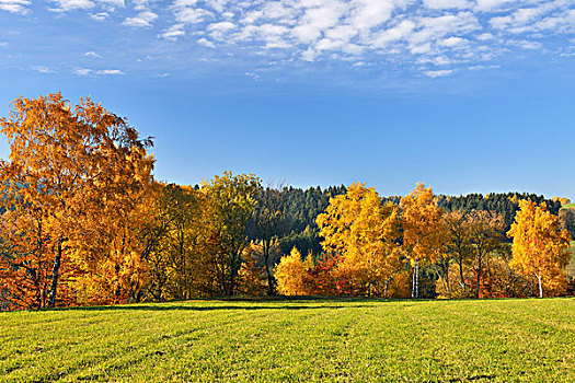 秋天,树,德国