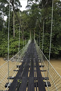 吊桥,低地,雨林,丹浓谷保护区,婆罗洲,马来西亚