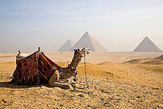 埃及,开罗,孤单,骆驼,吉萨金字塔,高原,户外,金字塔,建造,墓地,陵墓,死亡,法老
