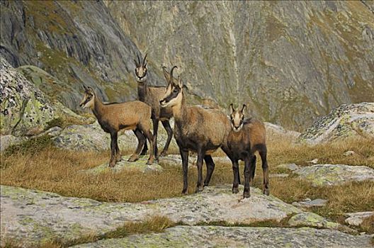 牧群,岩羚羊,臆羚,伯恩,瑞士