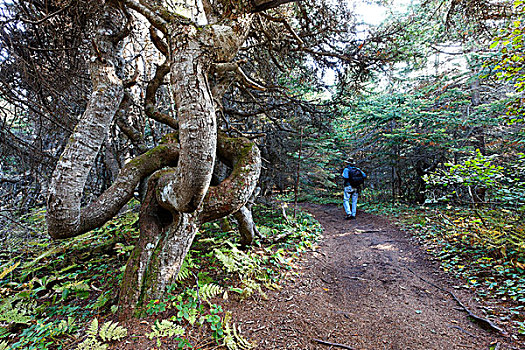 远足者,走,松树,靠近,区域,魁北克,加拿大