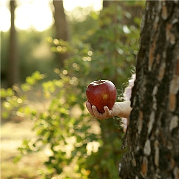 女孩,拿着,红苹果,树林
