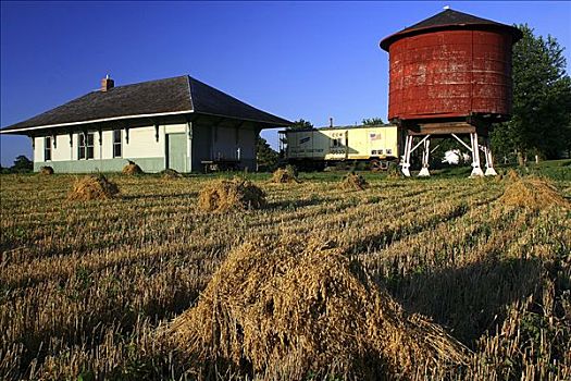 小麦,靠近,火车站,费尔蒙特,明尼苏达,美国