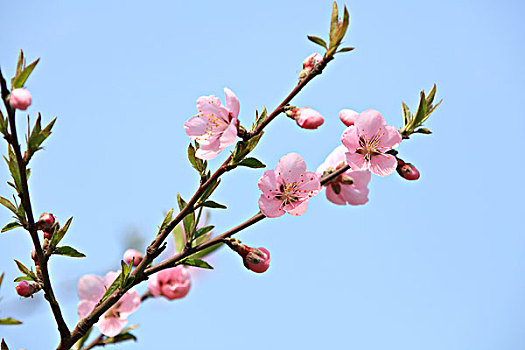 桃花的花柄图片