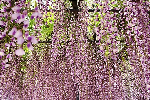 紫色,紫藤,格架,日式庭园