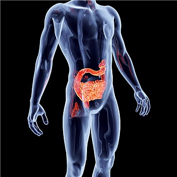 内脏器官,肠胃