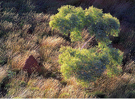 橡胶树,蚁丘,卡瑞吉尼国家公园,澳大利亚