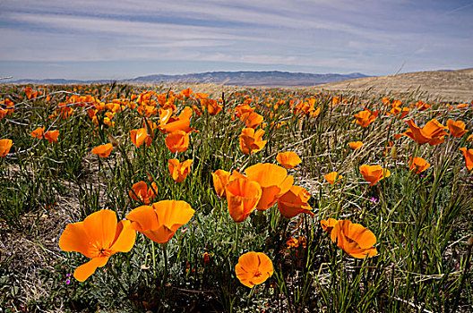 花菱草,开花,兰卡斯特,加利福尼亚