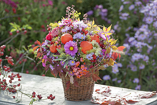 秋季花束,花园,紫苑属,酸浆属植物
