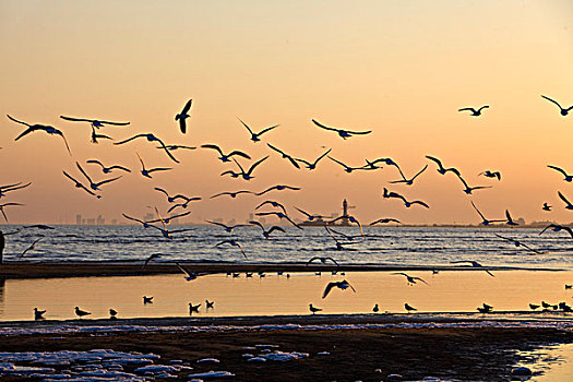 海鸥,鸟,飞翔,动物,过冬,觅食,嬉戏,北戴河,秦皇岛,大海