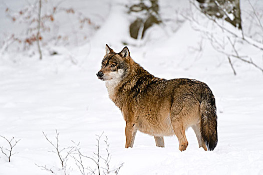 灰狼,狼,巴伐利亚森林国家公园,巴伐利亚,德国