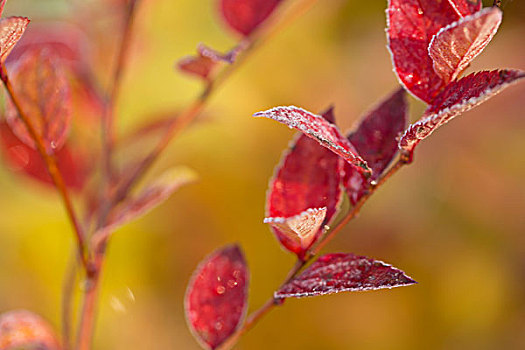 红色,霜,叶子,自然背景,淡色
