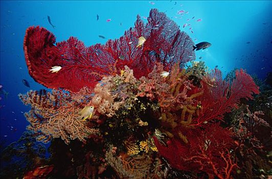 海扇,群,软珊瑚,鱼,脚,深,所罗门群岛