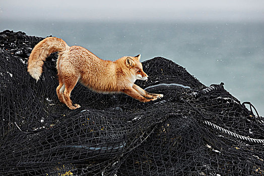红狐,狐属,堆积,渔网,冬天