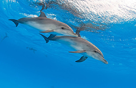 大西洋点斑原海豚,花斑原海豚,幼小,巴哈马浅滩,巴哈马,中美洲