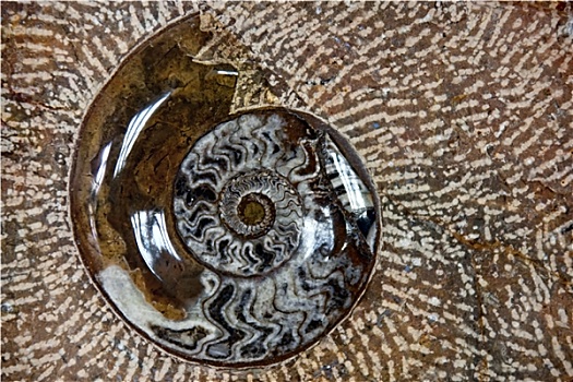 鹦鹉螺,化石,石头