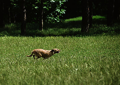 狗,跑,草地