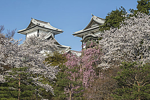 金泽,城堡,日本