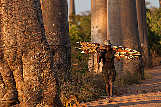 老人,捆,木头,猴面包树,小路,穆龙达瓦,马达加斯加,非洲