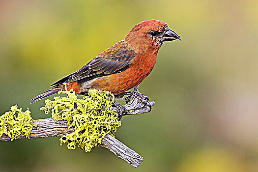 红交喙鸟,栖息,苔藓,遮盖,枝条,维多利亚,不列颠哥伦比亚省,加拿大