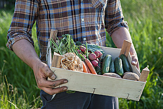 腹部,成熟,男人,板条箱,新鲜,收获,蔬菜,花园