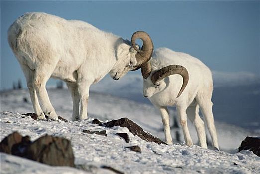 野大白羊,白大角羊,角力,阿拉斯加