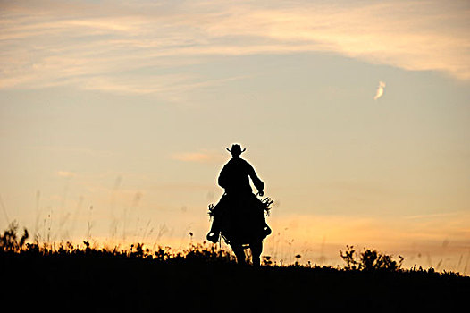 牛仔,骑,上方,草原,日落时的半身侧面影,萨斯喀彻温,加拿大,北美
