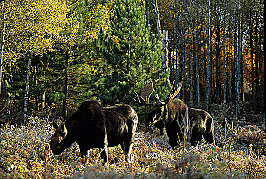 公牛,母牛,驼鹿,季节,阿尔冈金公园,安大略省,加拿大