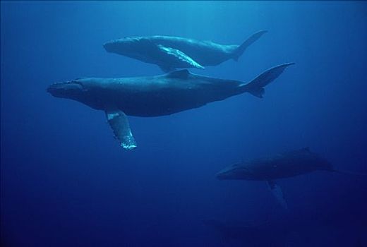 驼背鲸,大翅鲸属,鲸鱼,母牛,大,幼兽,两个,护从,夏威夷