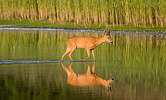 西方狍,狍属,公鹿,穿过,湿地,荷兰